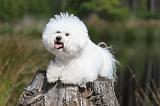 BICHON FRISE 325